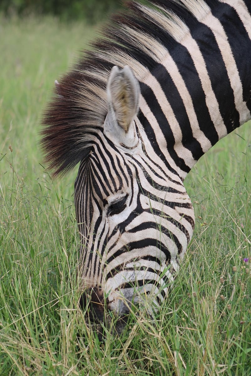 Serengeti National Park, Tanzania